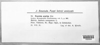 Puccinia asarina image